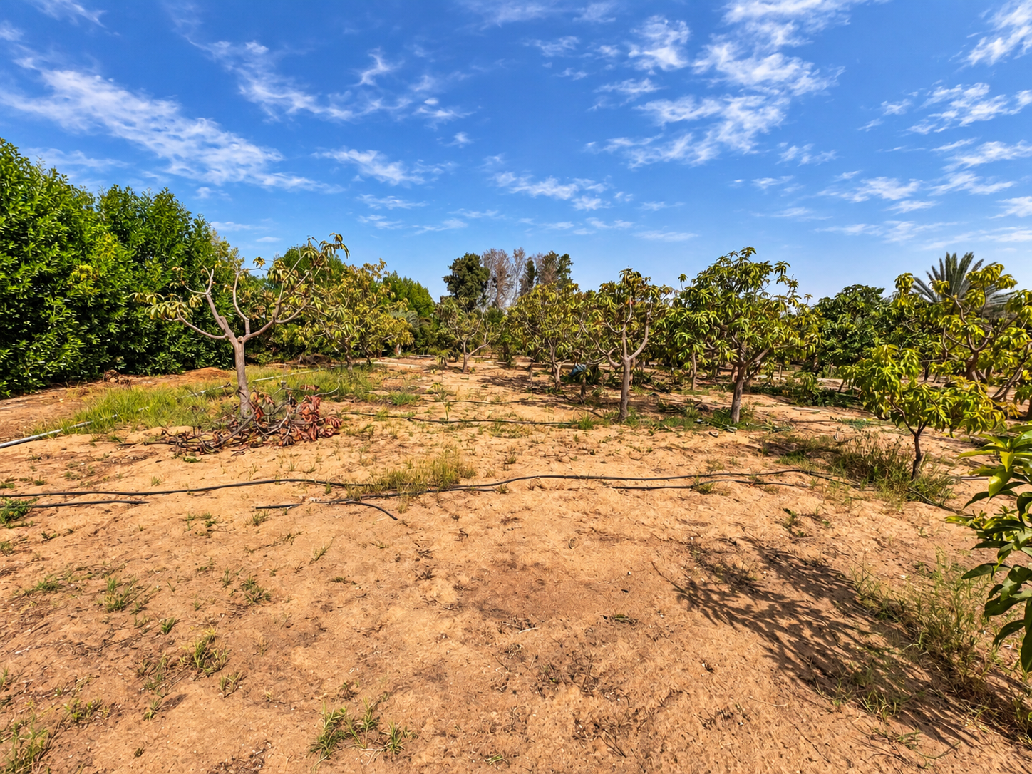 5,250 sqm Corner Farm with Rest House & Established Fruit Planting in European Countryside, New Sphinx